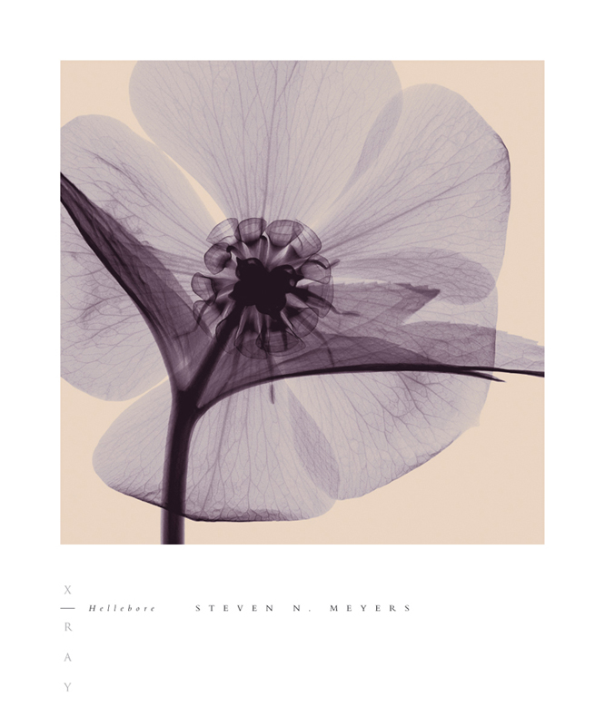 스티븐 메이어스 - Hellebore (small)