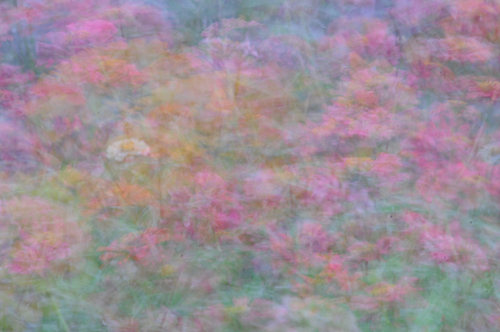 로터스 - 꽃들은 다 아름답다 I