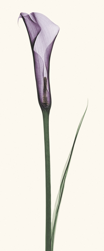 로버트 쿱 - Calla Lily