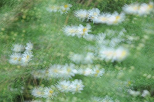 로터스 - 꽃들은 다 아름답다 IV