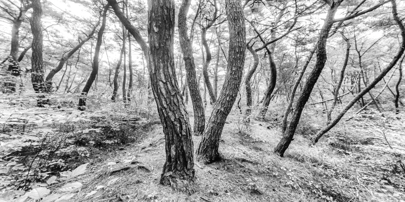 김현 - 나에게 다가온 소나무 4