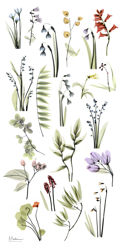 알버트 쿠치어 - Zen Garden II