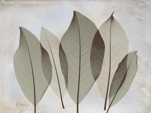 알버트 쿠치어 - Magnolia Leaf