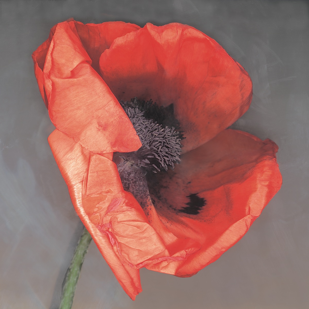 에린 클락 - Rossa