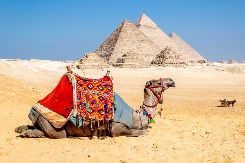리차드 실버 - Camel Resting by the Pyramids, Giza, Egypt
