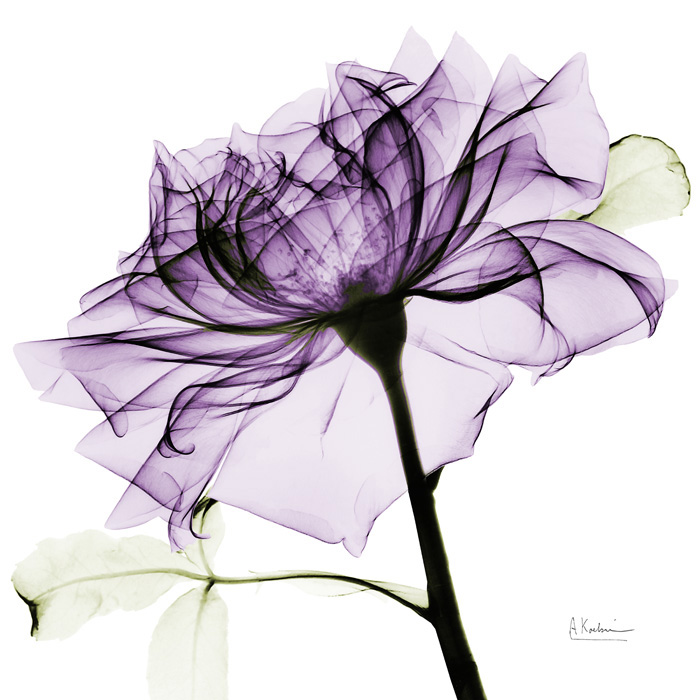 알버트 쿠치어 - Purple Rose II