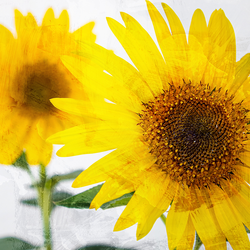 레아 스트라츠마 - That Afternoon Sun