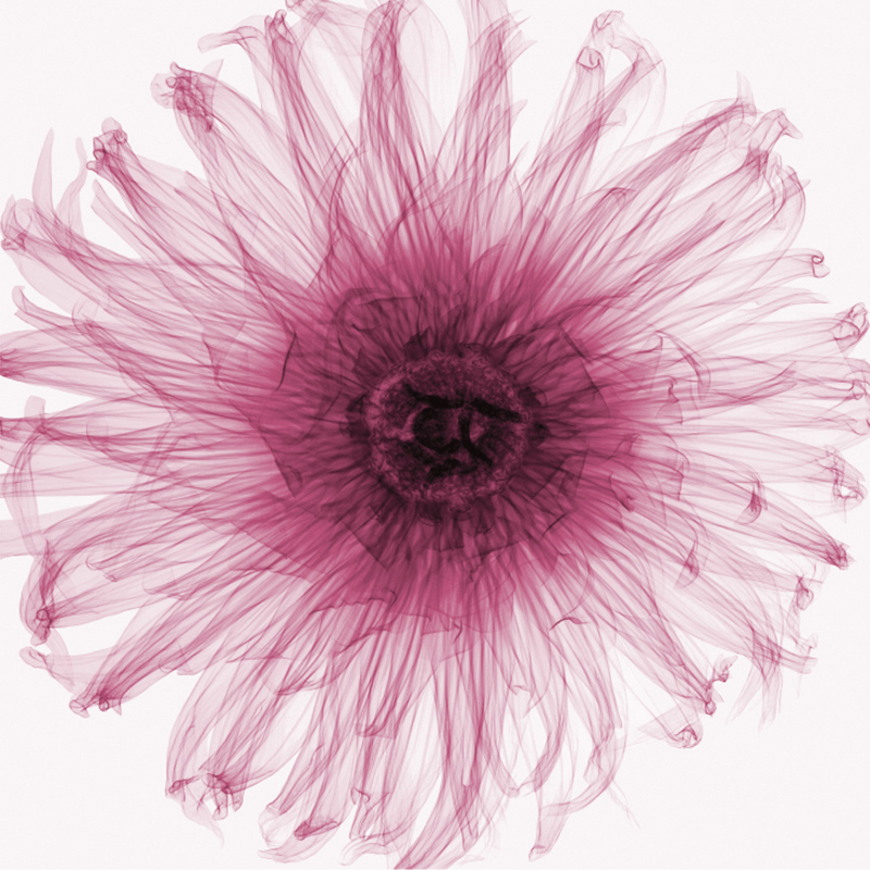 스티븐 메이어스 - Dahlia (Rasperry)