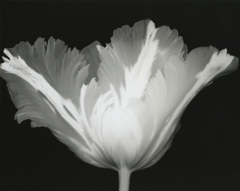 알버트 쿠치어 - Big Blossom IV