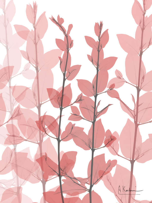 알버트 쿠치어 - Plentiful Bunch I