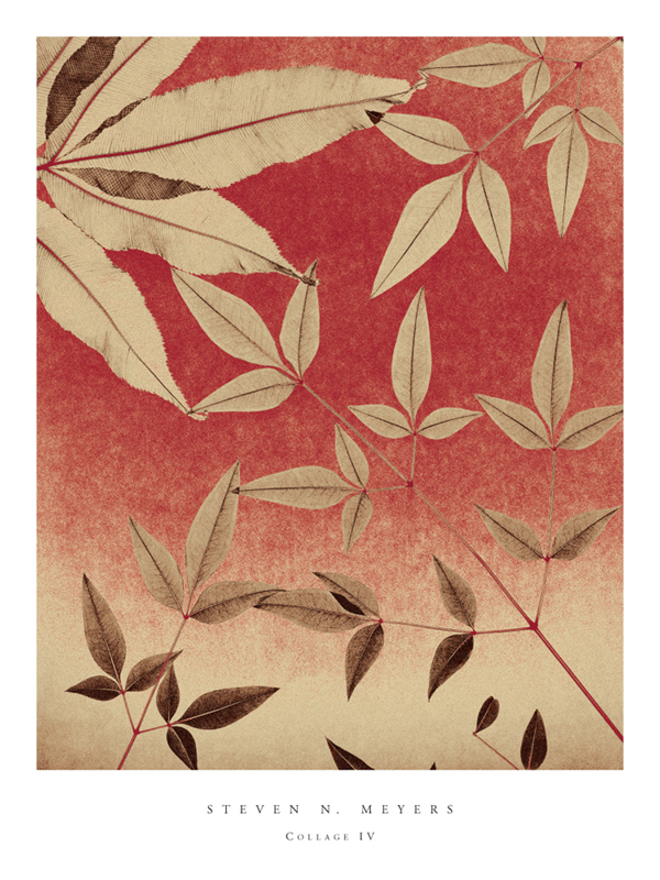 스티븐 메이어스 - Collage IV