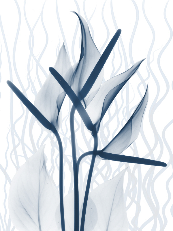 알버트 쿠치어 - Blue Dawn II