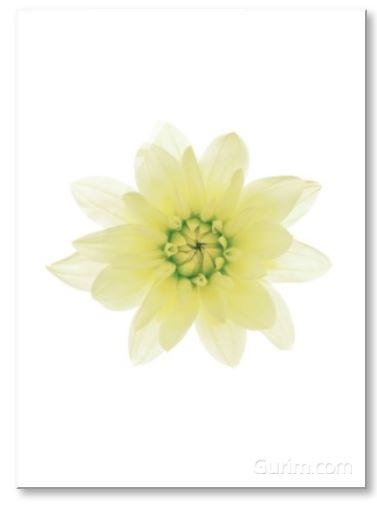 김중만 - Dahila, 2005