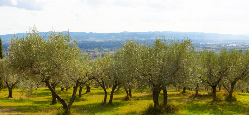 박나은 - Olive Trees