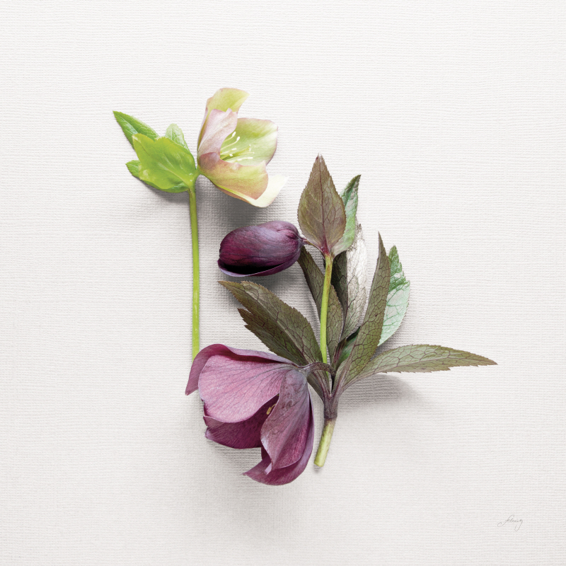 펠리시티 브래들리 - Hellebore Study VII