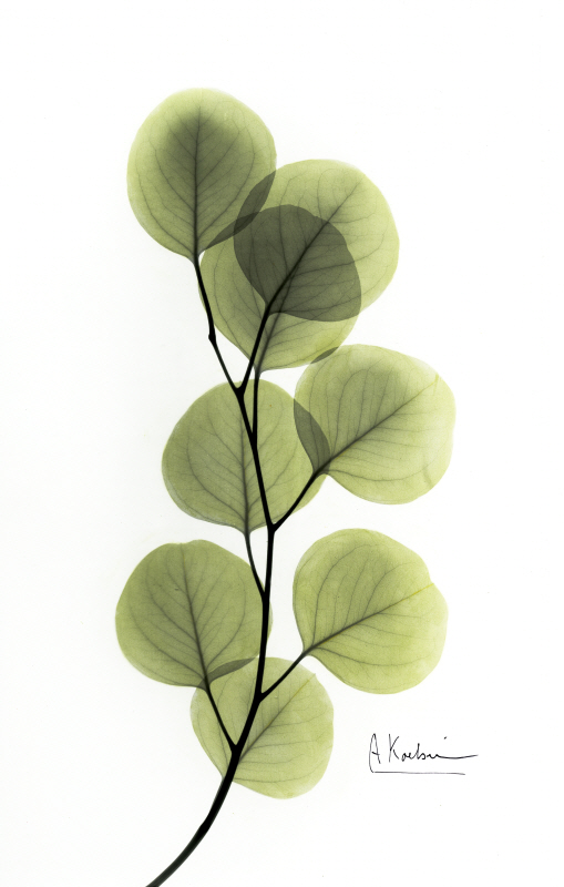 알버트 쿠치어 - Eucalyptus L133