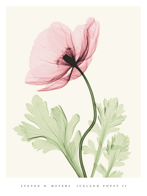 스티븐 메이어스 - Iceland Poppy II (MED)