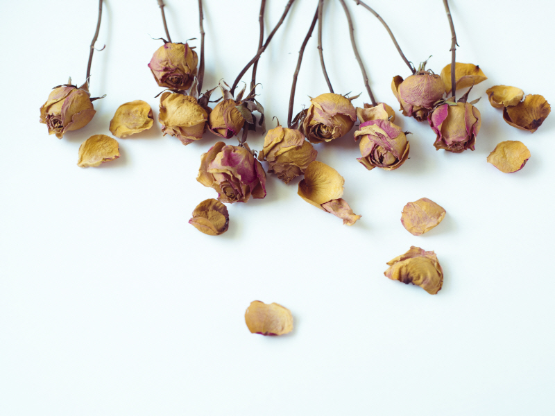 소냐 퀸테로 - Golden Petals I