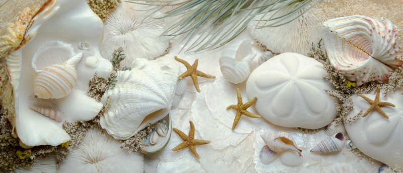 앨런 브라우슈타인 - Island Tide Pool No. 5