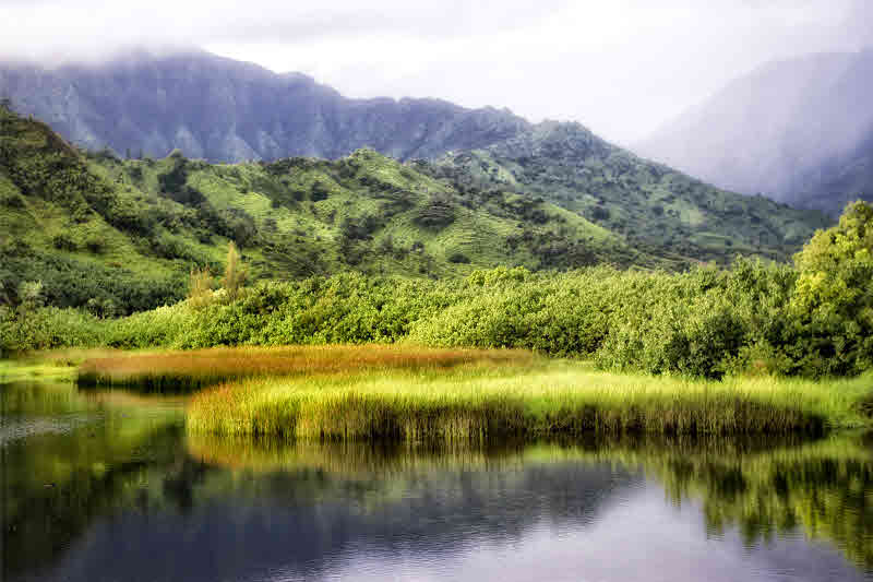 대니 헤드 - Coastal Marsh II