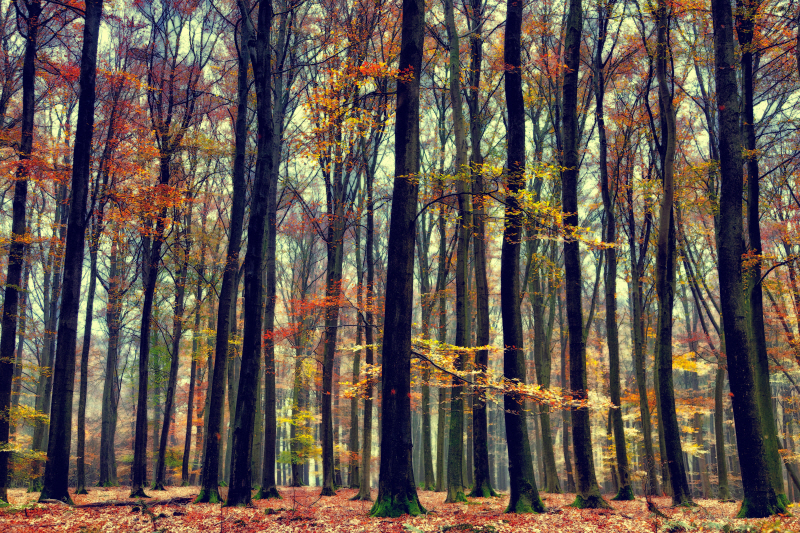 라스 바른 드 구르 - Nature’s Palette