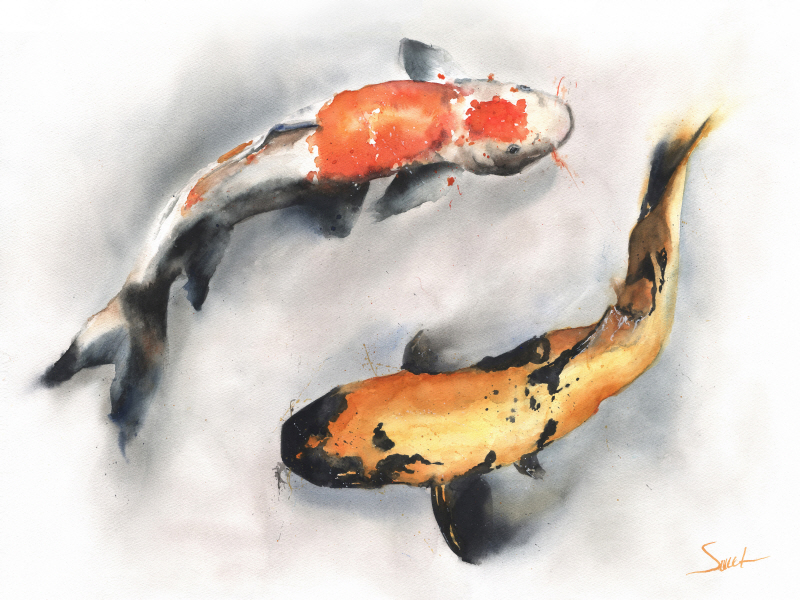 에릭 스위트 - Koi