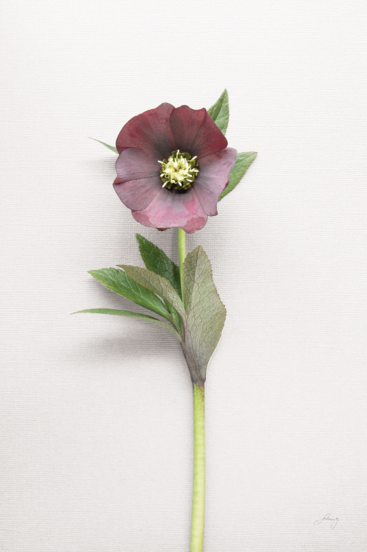 펠리시티 브래들리 - Hellebore Study VI