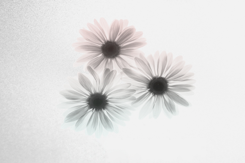 알버트 쿠치어 - Margarithe Dreamer