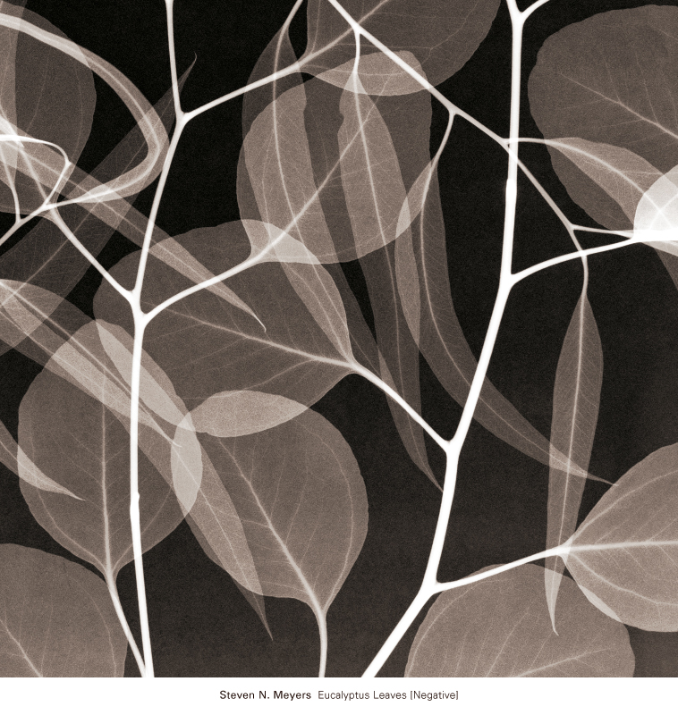 스티븐 메이어스 - Eucalyptus Leaves (negative)