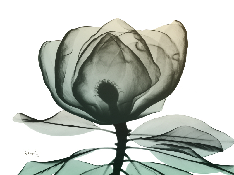 알버트 쿠치어 - Emerald Magnolia I