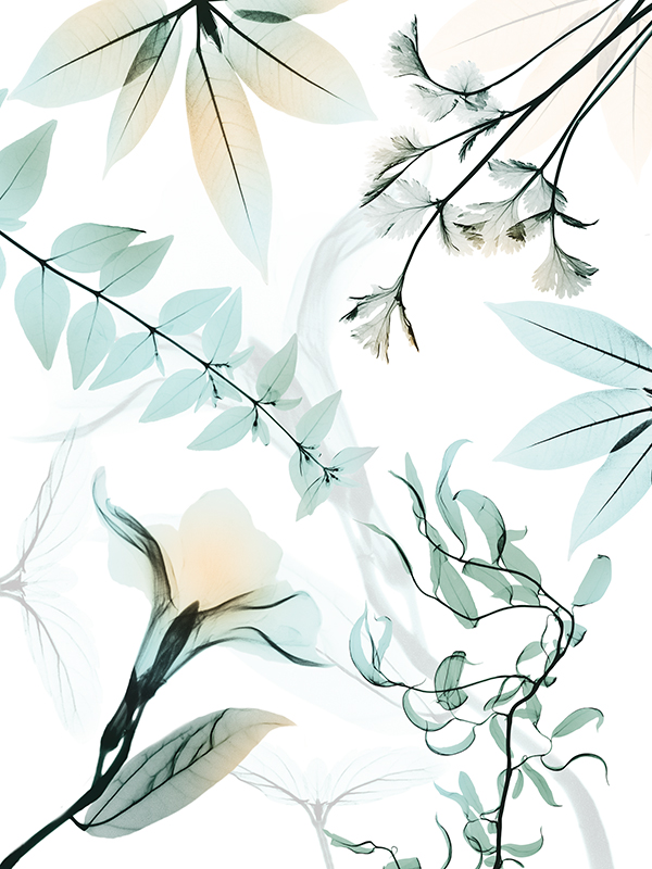 알버트 쿠치어 - Reaching Beauty 1