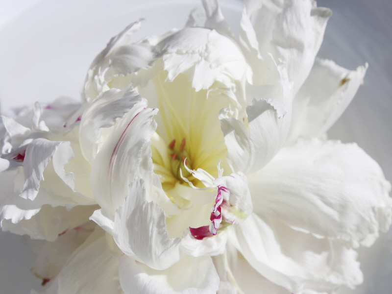 이레나 올로브 - Breathless IV 