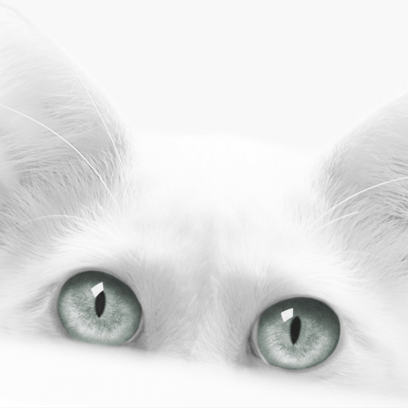 존 베르텔릭 - Diva