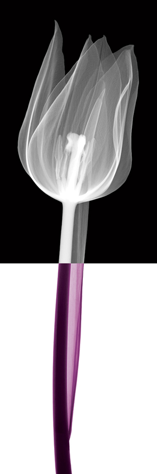 스티븐 메이어스 - Stem III