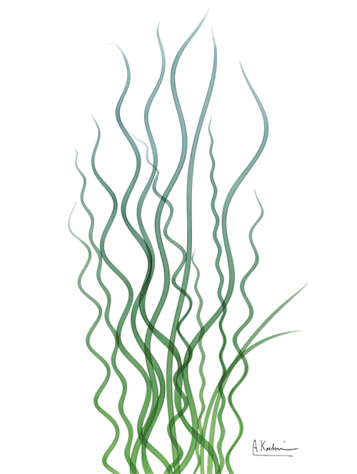 알버트 쿠치어 - Corkscrew Rush