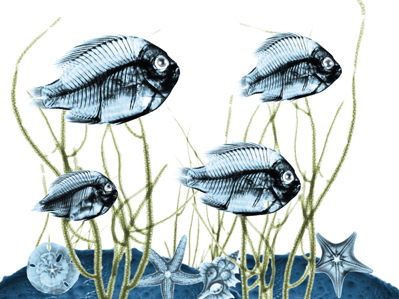 알버트 쿠치어 - Aquatic Home I