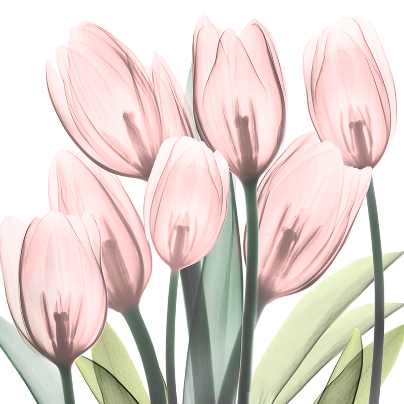 알버트 쿠치어 - Gossamer Pink Tulips 2