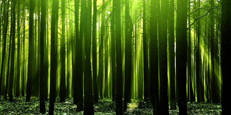 포토아이엔씨 스튜디오 - Green Woods Ⅲ