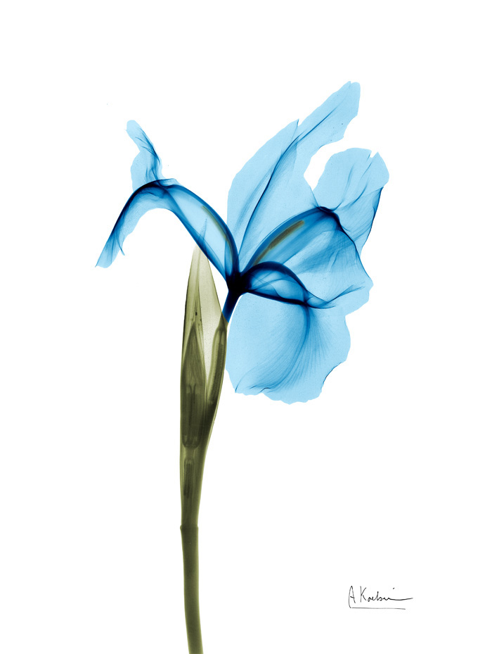 알버트 쿠치어 - Iris