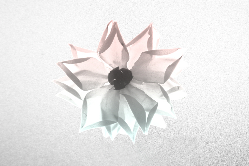 알버트 쿠치어 - Rose Living