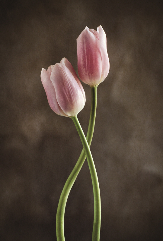 데브라 반 스웨어린젠 - Spring Tulips V