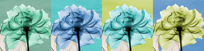 알버트 쿠치어 - Quartet