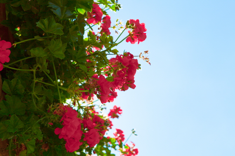 박나은 - Reds and Blue