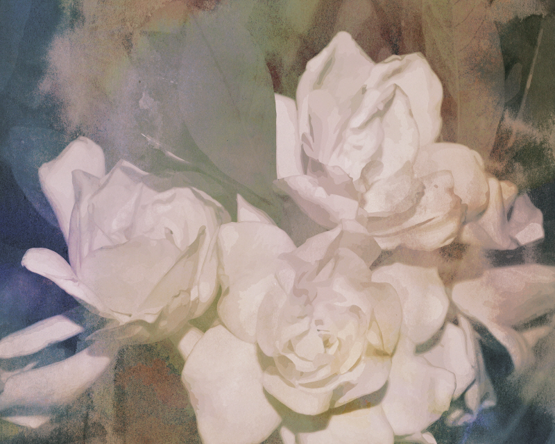 샤론 챈들러 - Blush Gardenia Beauty II