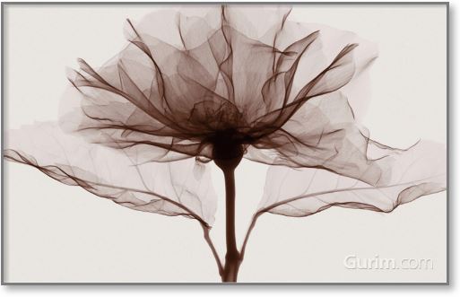 스티븐 메이어스 - A rose