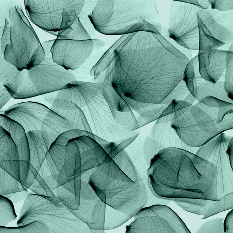 스티븐 메이어스 - Rose, Seafoam