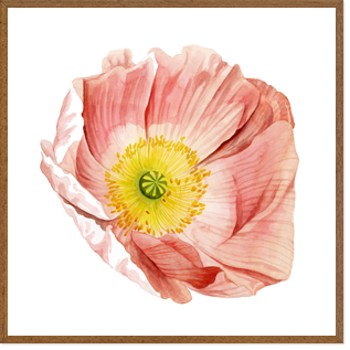 (원목)마운팅브라운