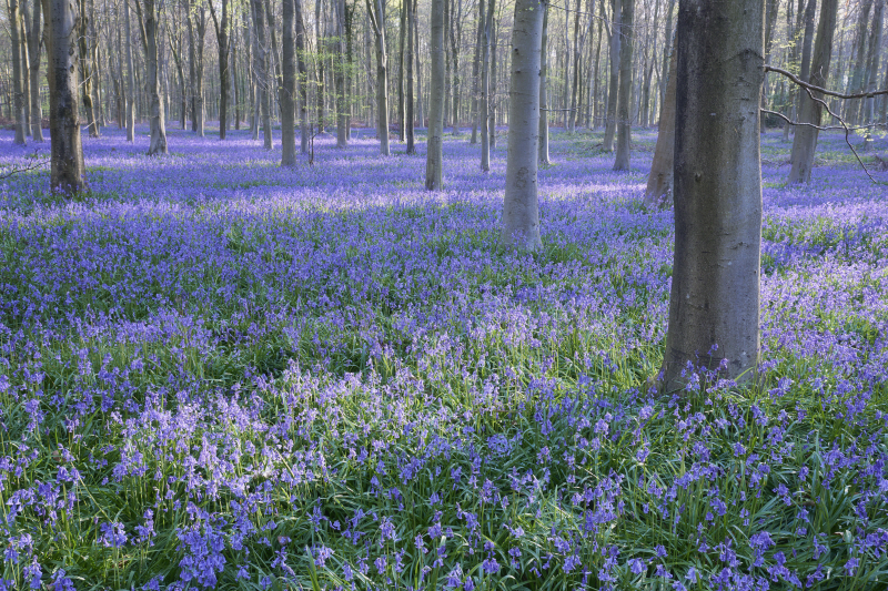 닉 도틀리치 - Bluebell Dreams I