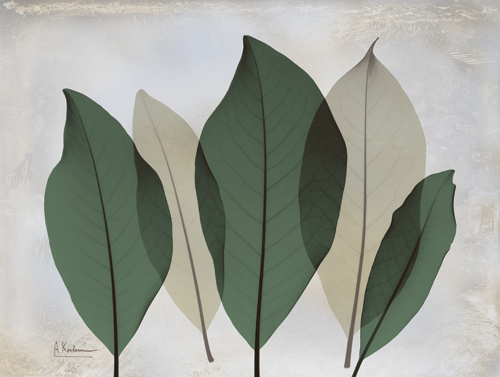 알버트 쿠치어 - The Grays III