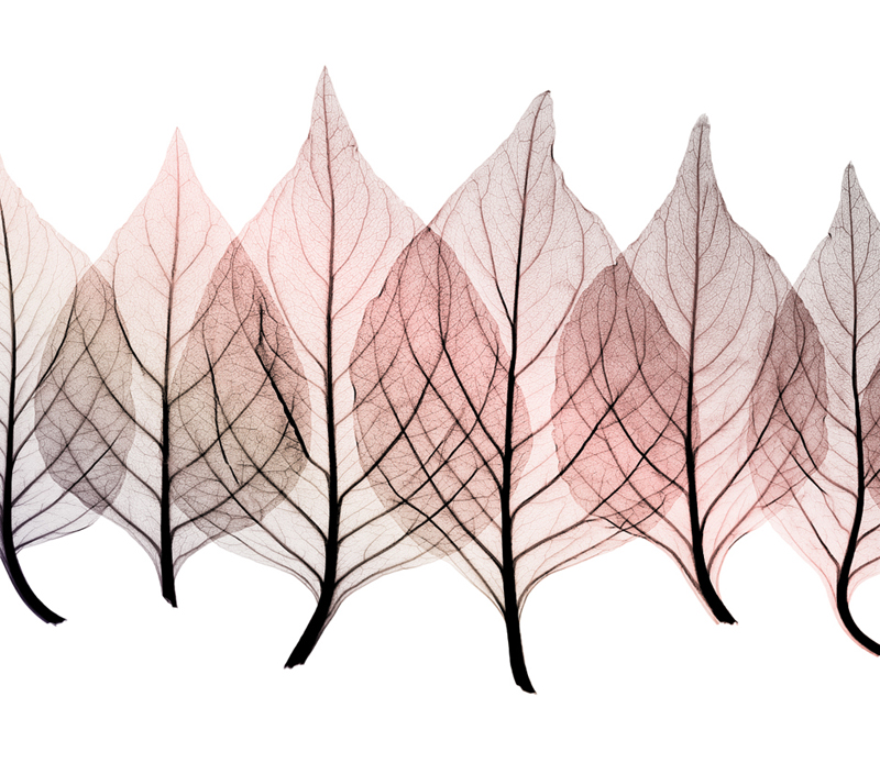 스티븐 메이어스 - Celosias